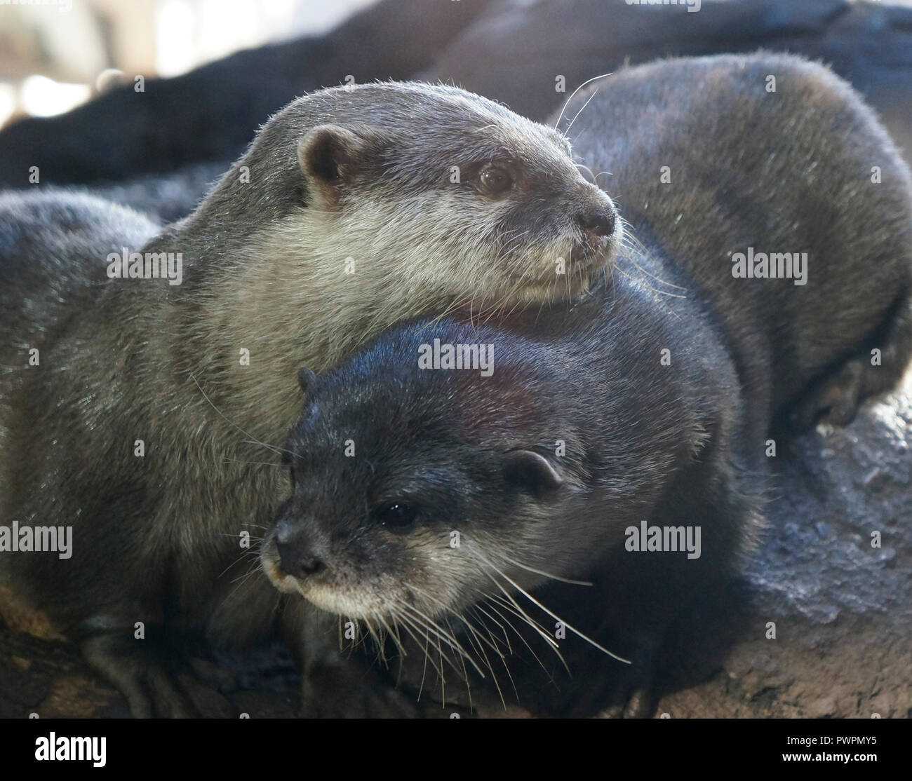 Otters In Love Stock Photo