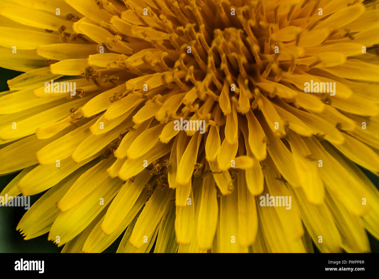 Details of flower petals of Taraxacum. A macro photography to show the details and colors of this flower. Stock Photo