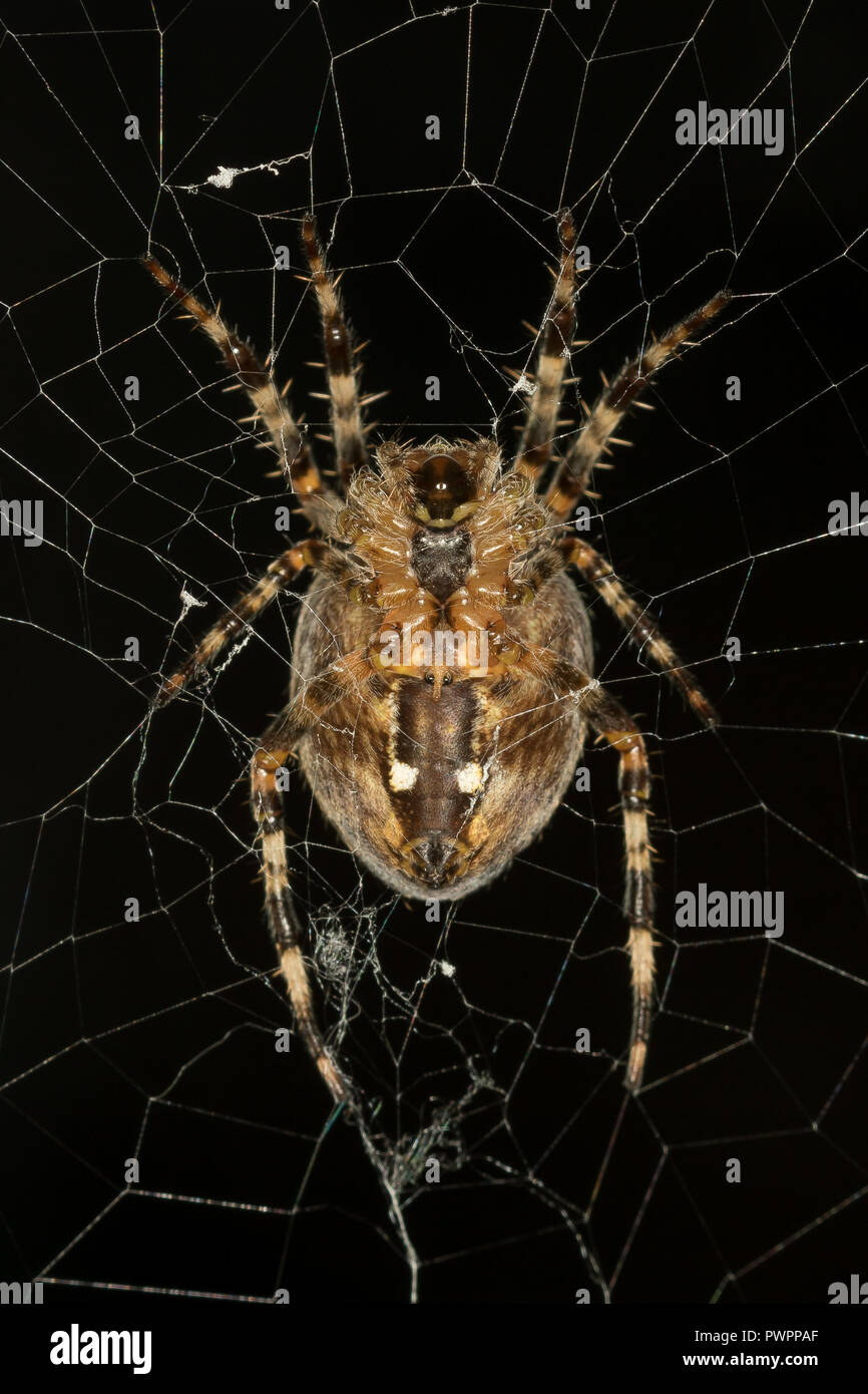 Detailed, macro close up of wild UK garden spider (Araneus diadematus) isolated outdoors in web. Insects, arachnids - British garden wildlife. Stock Photo