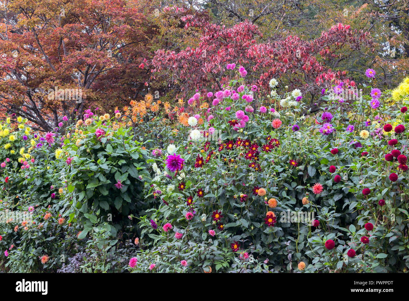Bright colorful foliage and flowers in October, nice looking seasonal