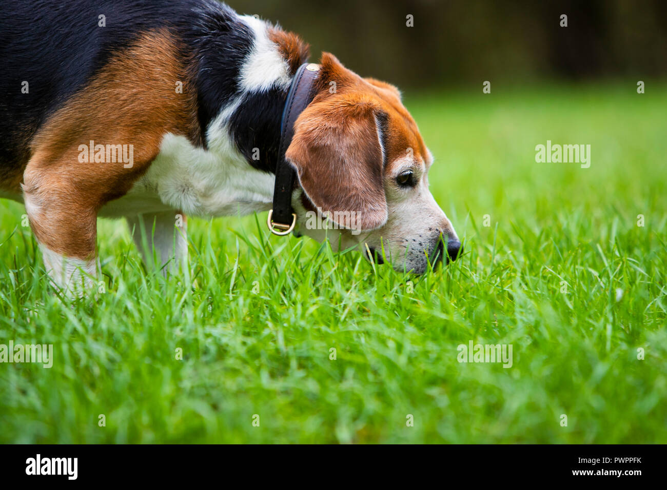 Why Do Dogs Sniff Grass