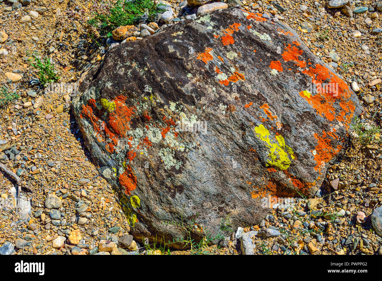 Multicolored spots of different lichens on the boulder in Altai  mountains, Russia Stock Photo