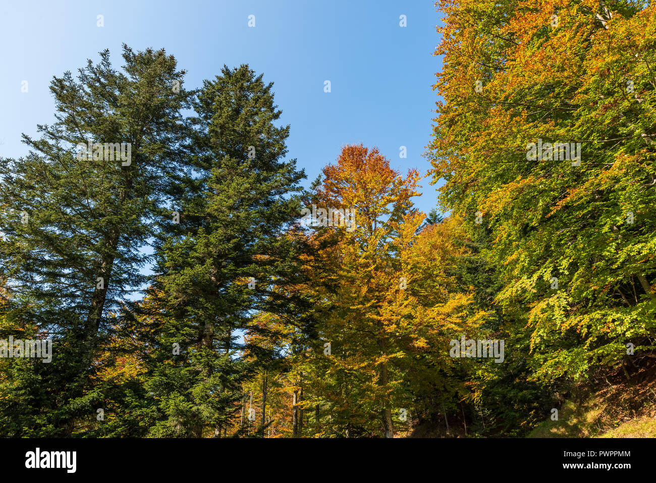 Colorful treetops hi-res stock photography and images - Alamy