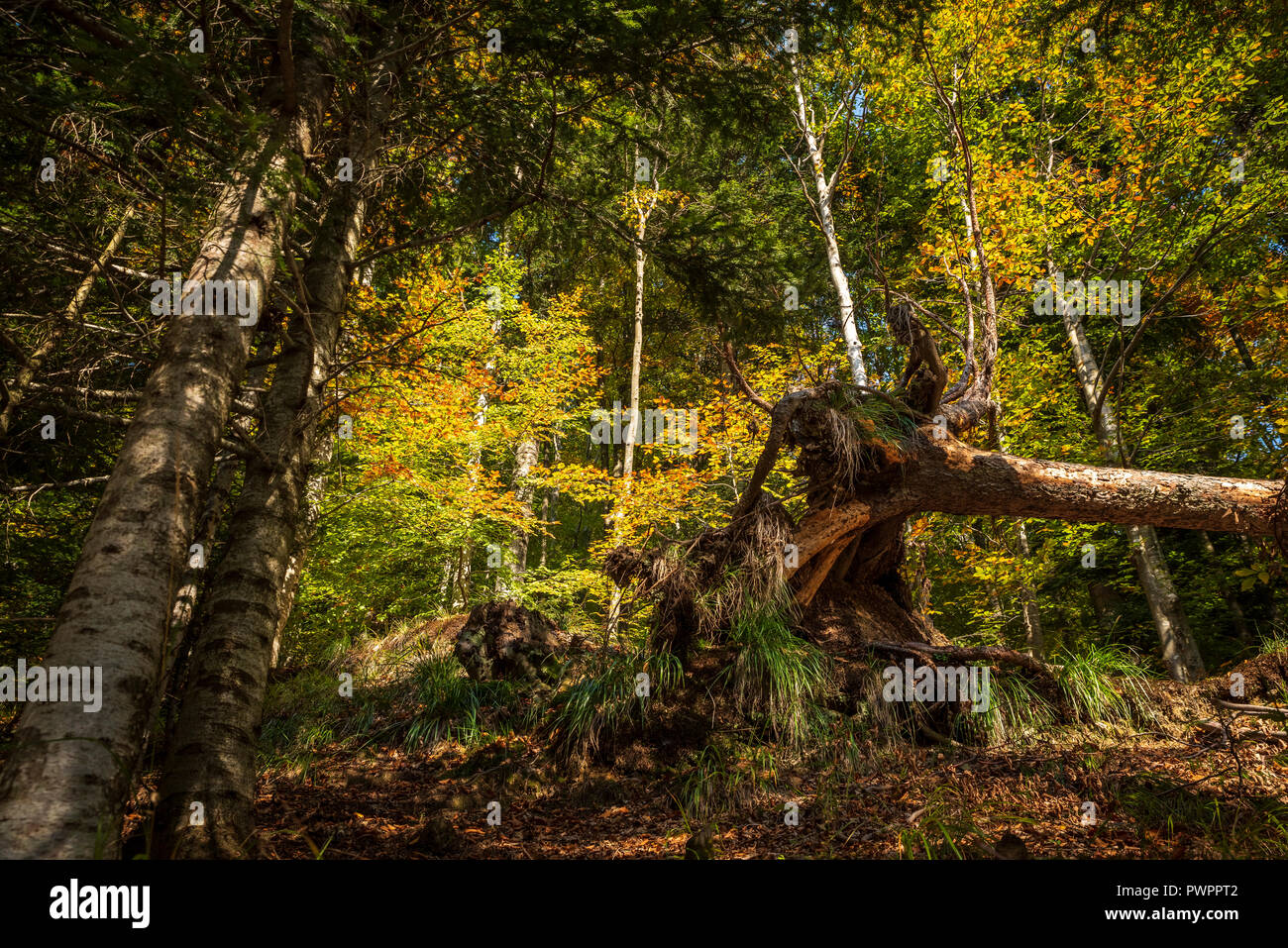 Fallen, uprooted tree in a magical wood in autumn Stock Photo