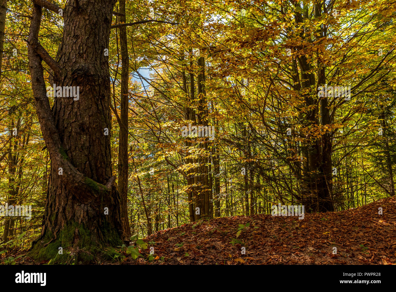 Inside the woods hi-res stock photography and images - Alamy