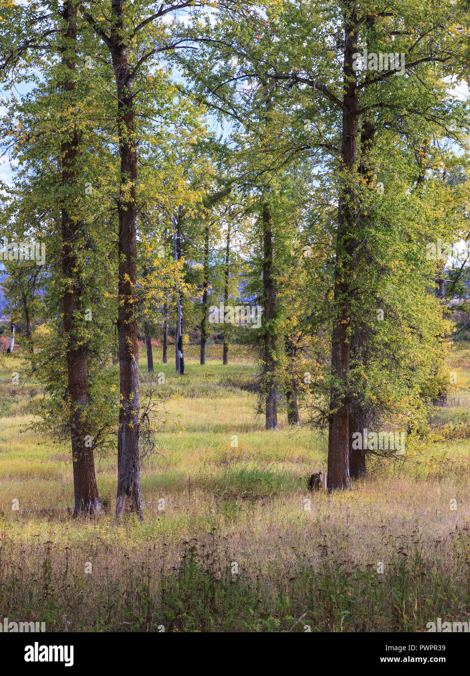 Tall trees in a well kept grassy field in north Idaho Stock Photo Alamy