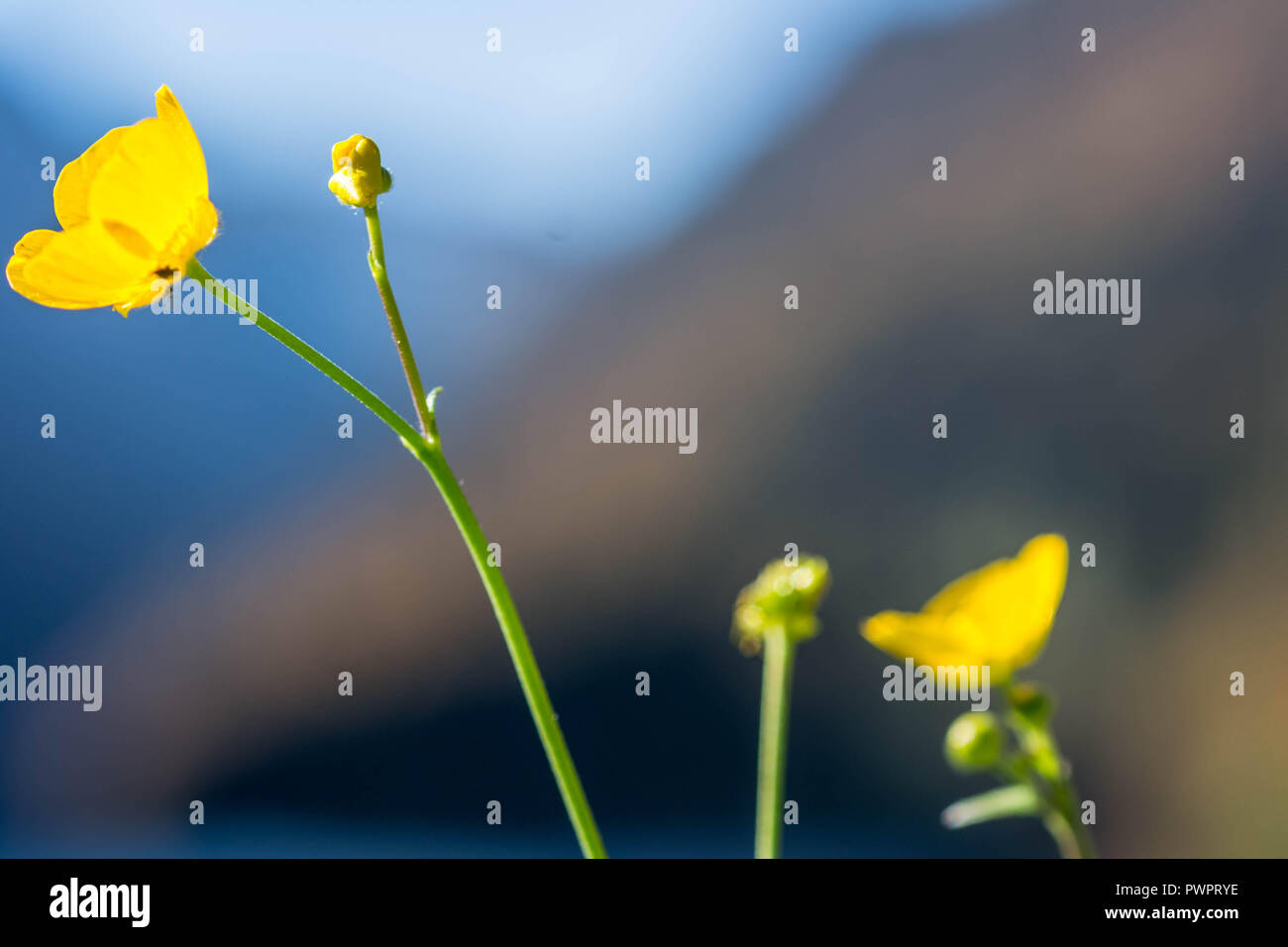 macro close up photography of buttercup flower Stock Photo Alamy
