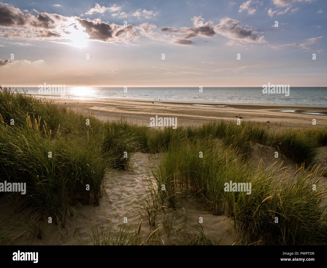 Sand path within marram grass covered dunes leads towards the beach just prior sunset in northern France Stock Photo