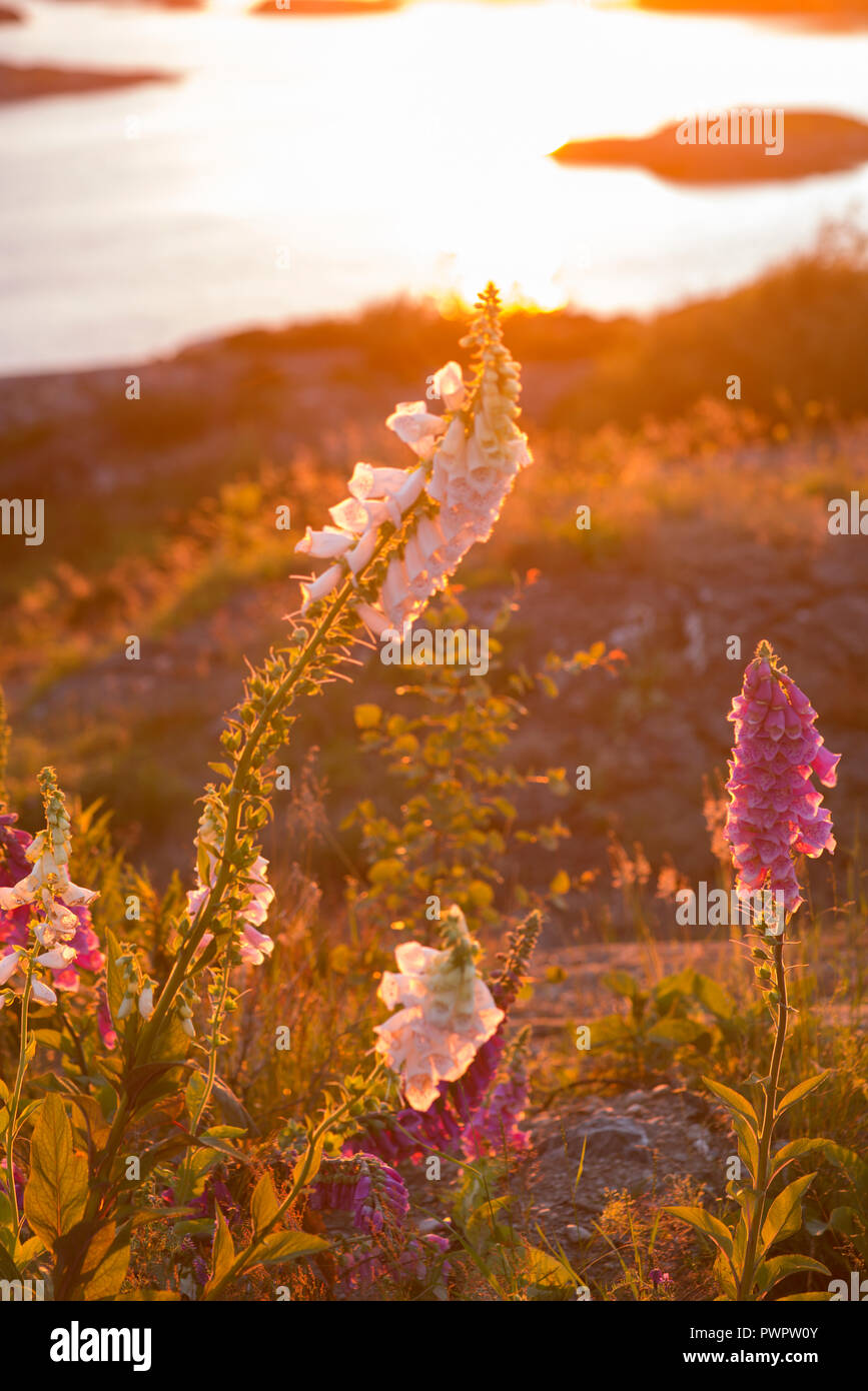 Plants are mainly multicellular, predominantly photosynthetic