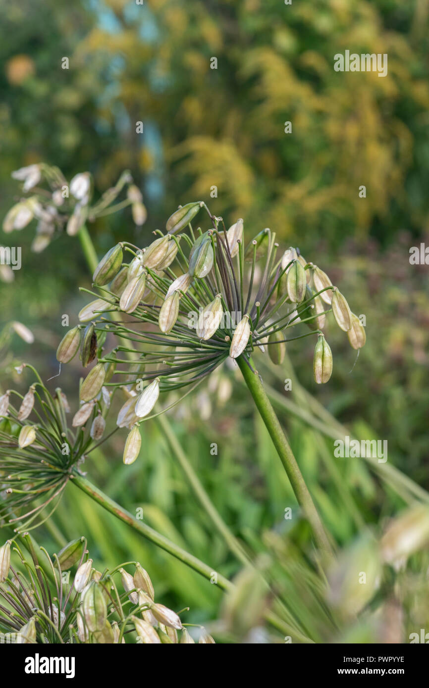 Agapanthus flower seed pods in autumn. African blue lily seed pods Stock Photo