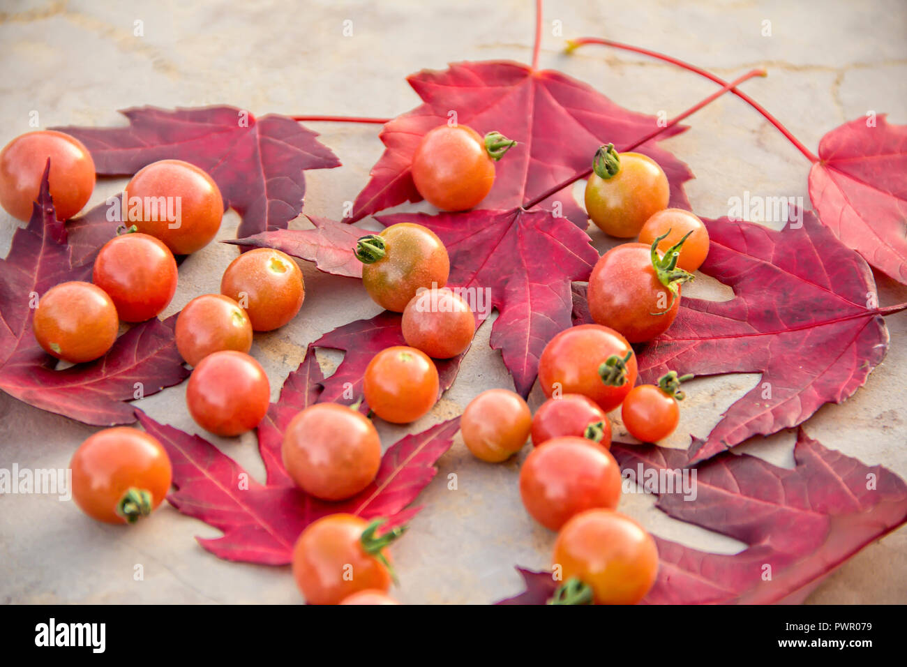 Fresh red ripe autumn cherry tomatoes laying on red mapel leaves on a ...
