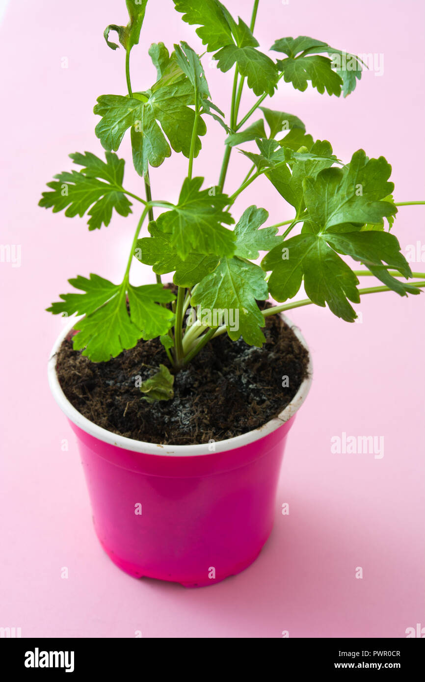 Pots with parsley isolated on pink background Stock Photo