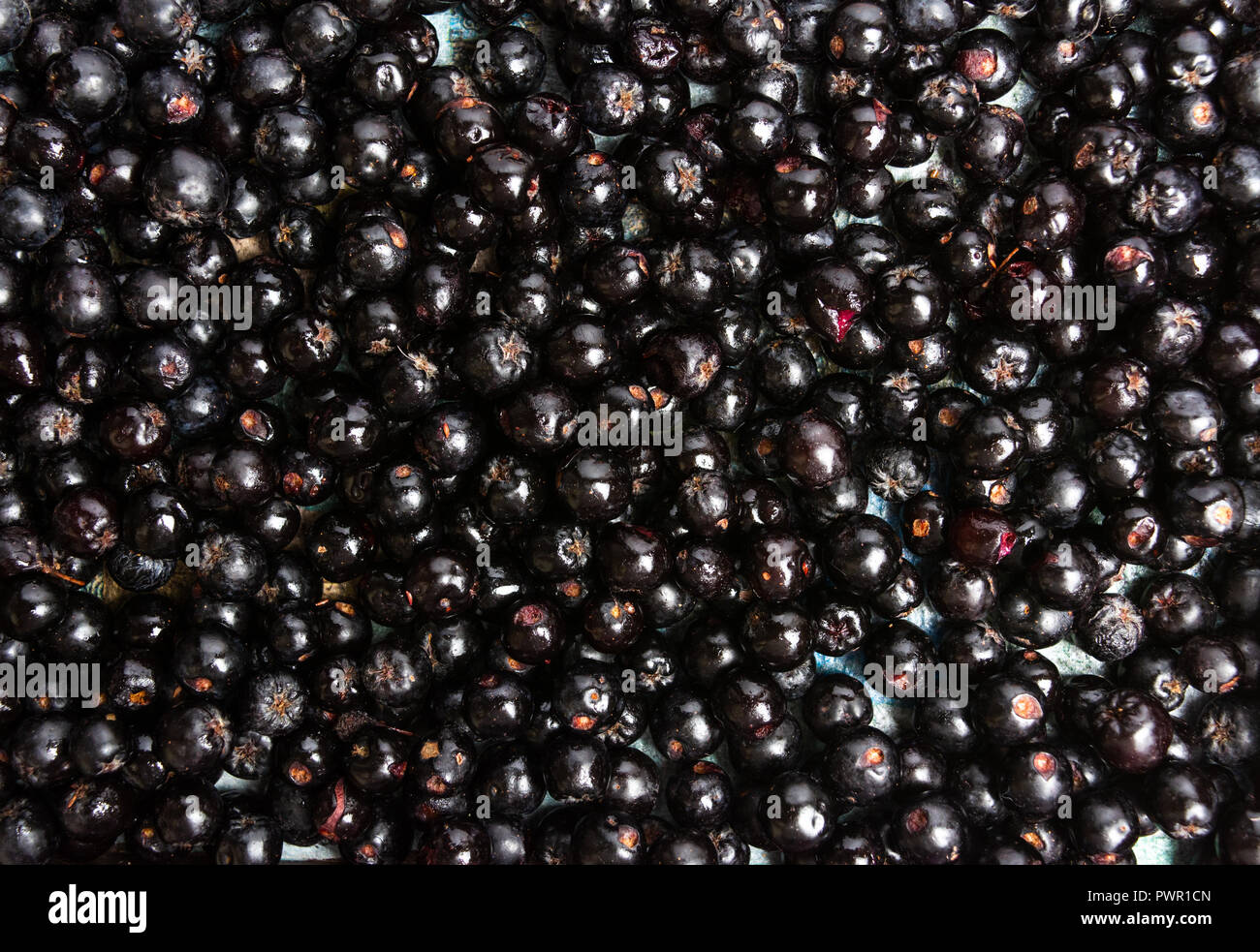 Aronia berries bunch making a background pattern Stock Photo