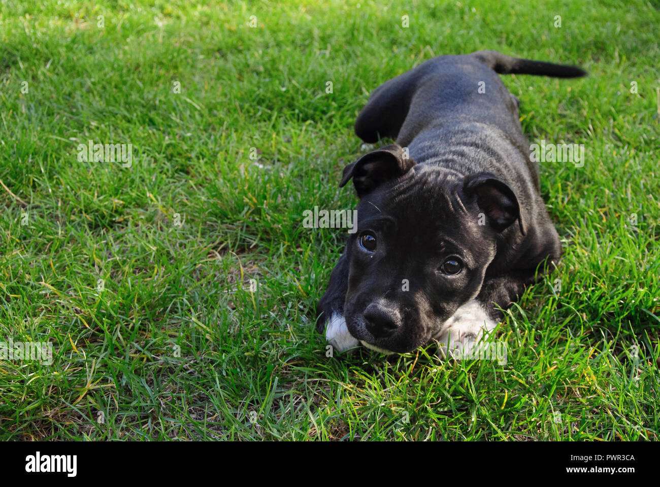 staffie pure race