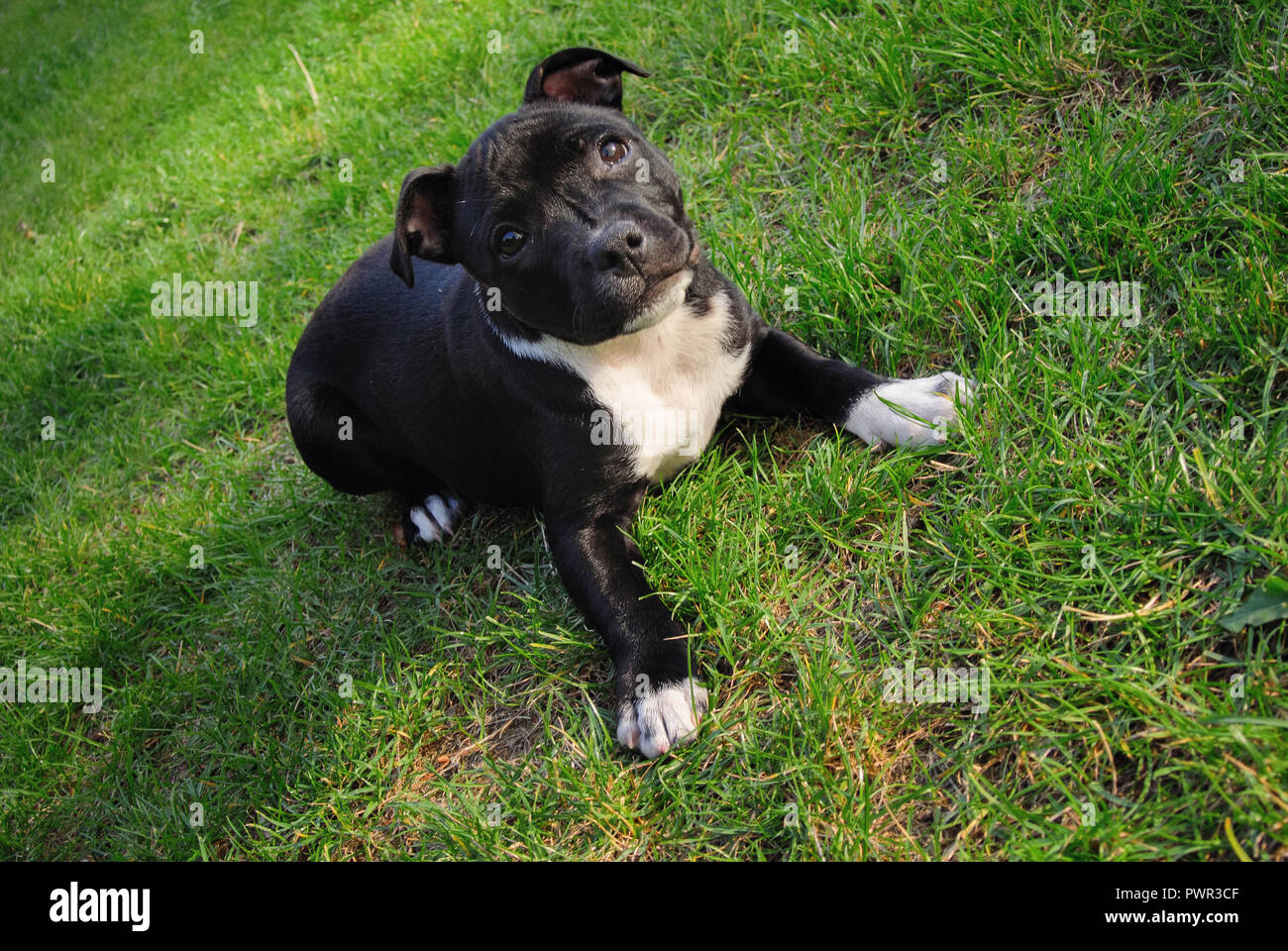 American staffordshire terrier. Cute pure bread puppy on the green ground. Stock Photo