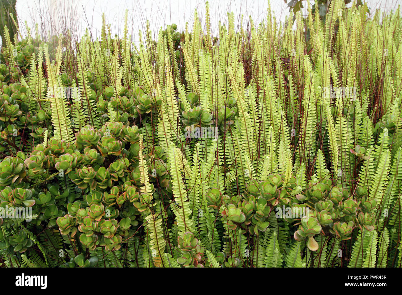 beautiful patterns and textures created by fern and succulent plants Stock Photo