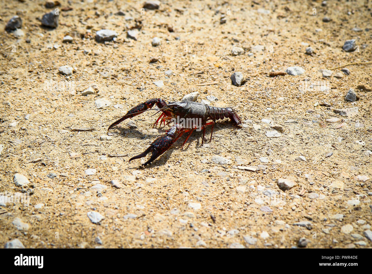 A crayfish crossing a gravel road, France Stock Photo