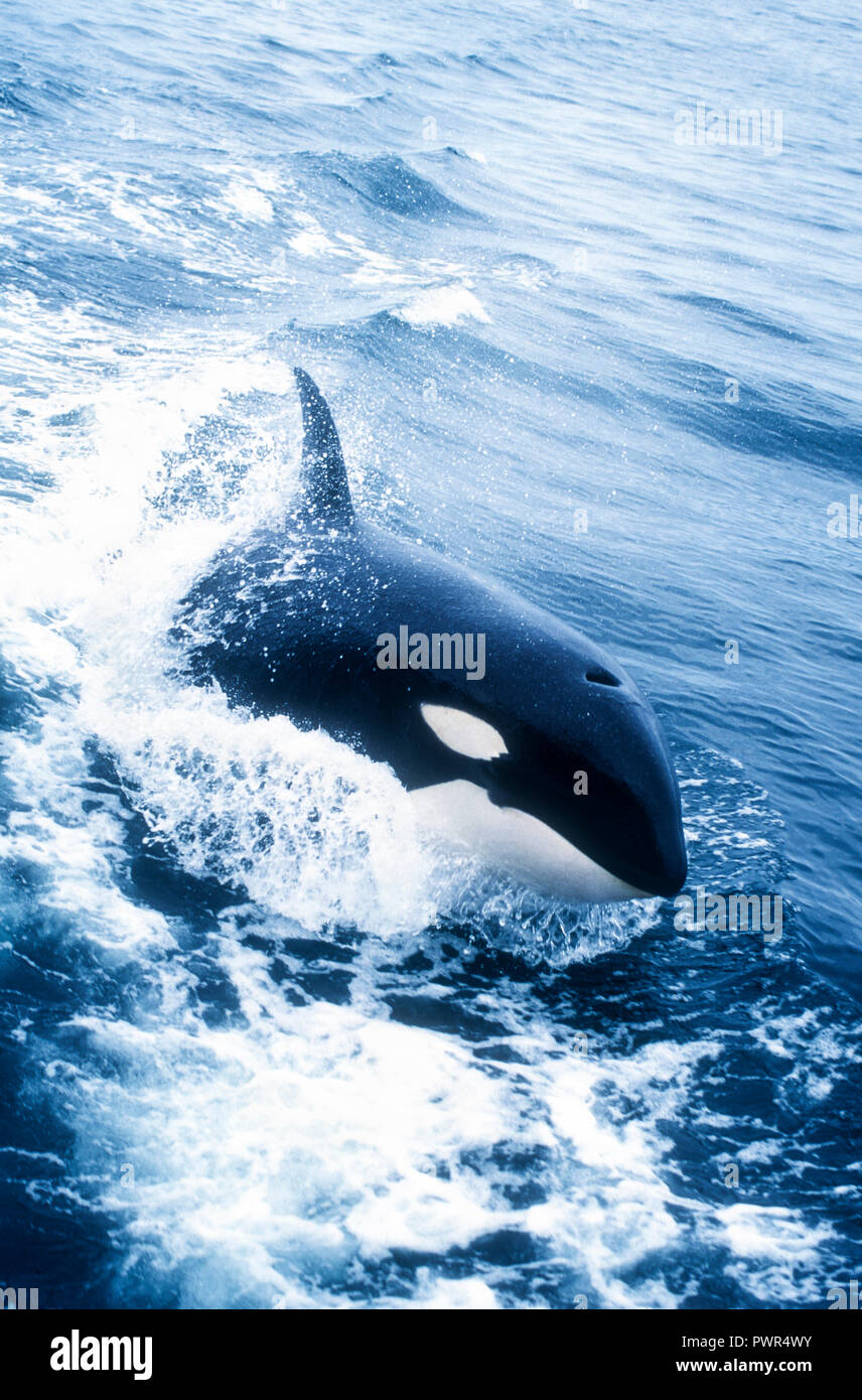orca-or-killer-whale-orca-orcinus-alaska-stock-photo-alamy