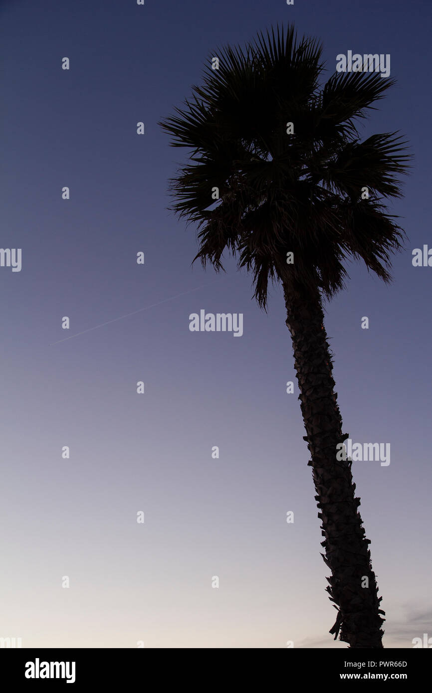 Silhouette of lonely Palm Tree against purple sky after sunset, Coze d'Azur, France Stock Photo