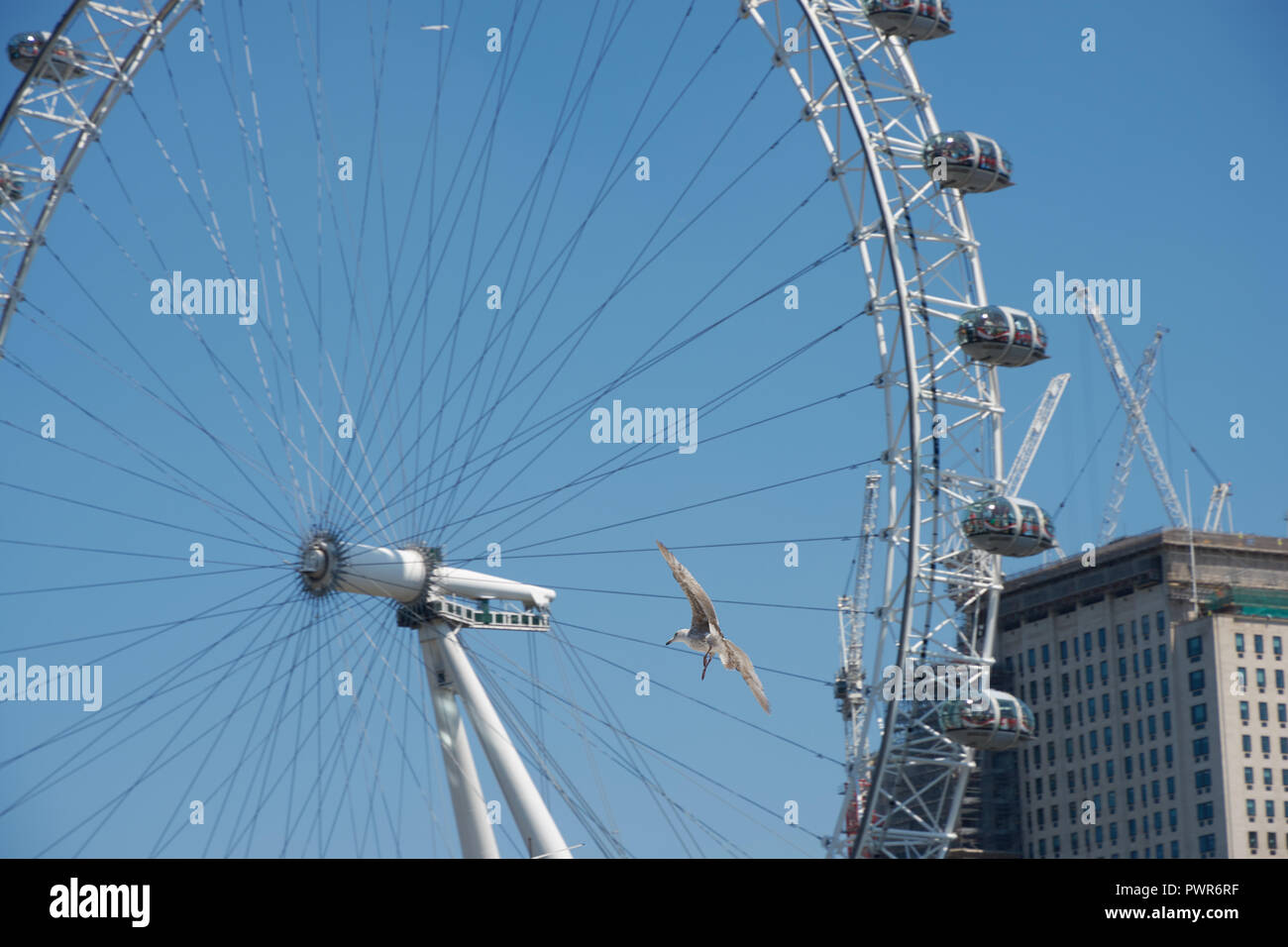 London Flying Activity LONDON / Great Britain - June 26, 2018 : Gull is flying in front of ...