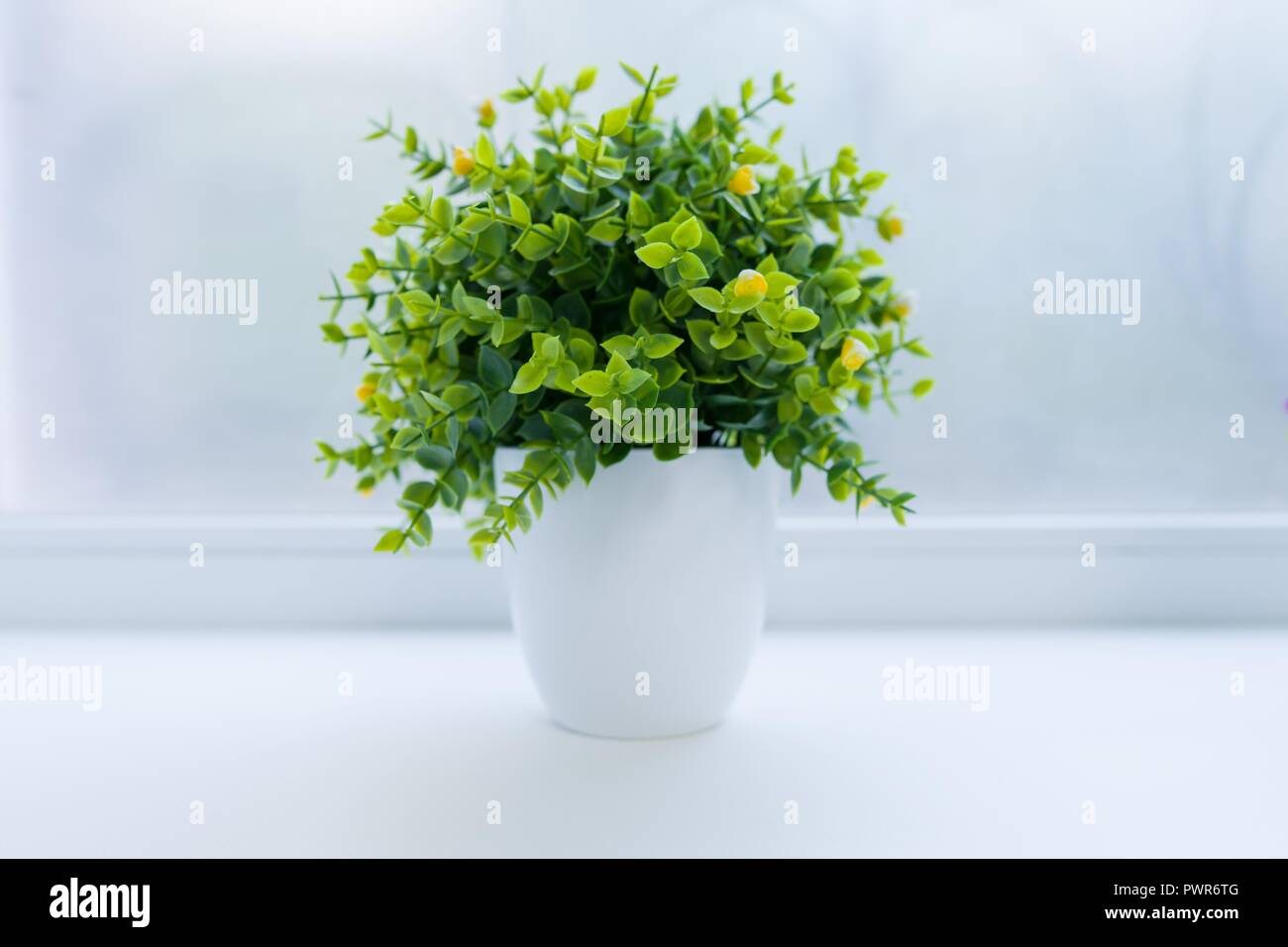 Windowsillplant hires stock photography and images Alamy