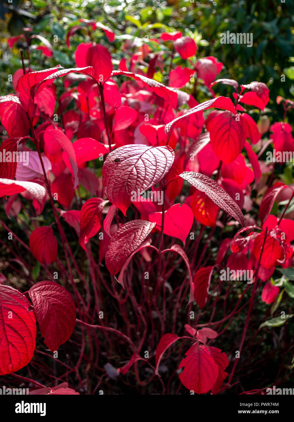 Beautiful red leaves hi-res stock photography and images - Alamy