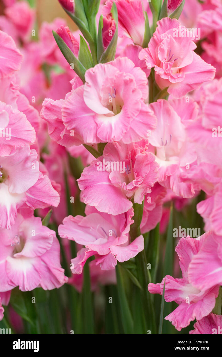 Gladiolus 'Karaoke' flowers. Stock Photo