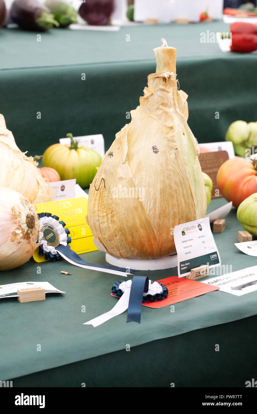Heaviest Onion At Malvern Autumn Show 2018. Stock Photo