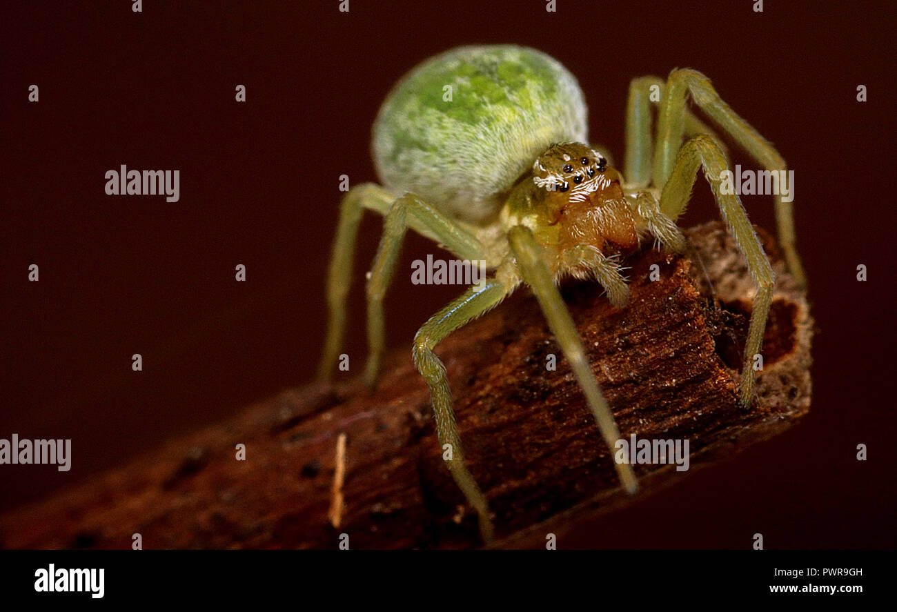 Nigma walckenaeri (Green Mesh-weaver) spider macro clos up Stock Photo