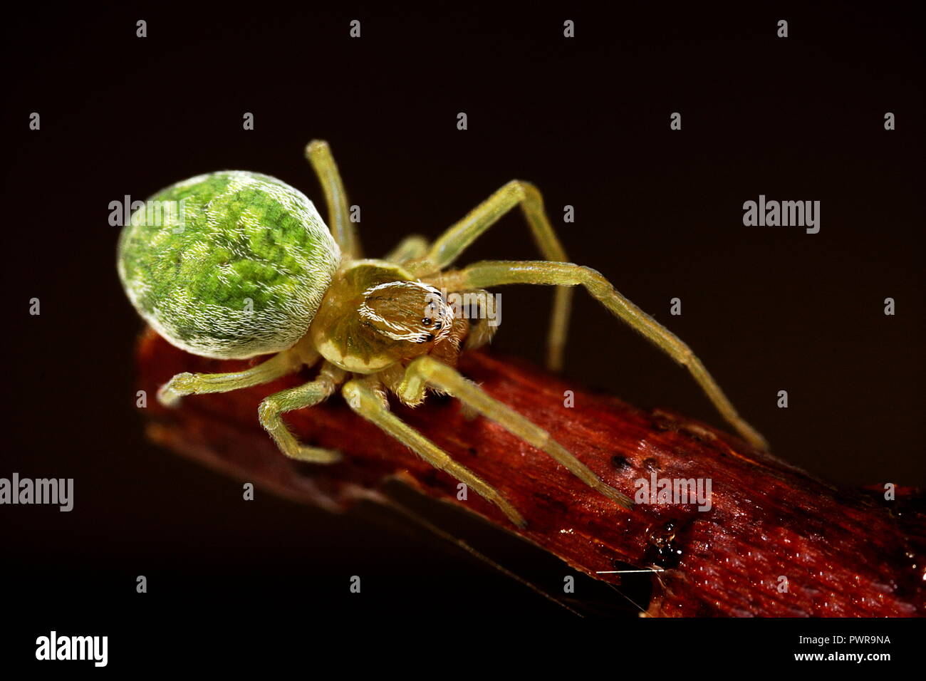Nigma walckenaeri (Green Mesh-weaver) spider macro clos up Stock Photo