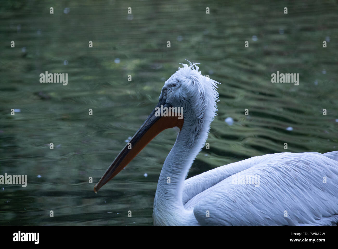 A swimming pelican in a dutch zoo Stock Photo
