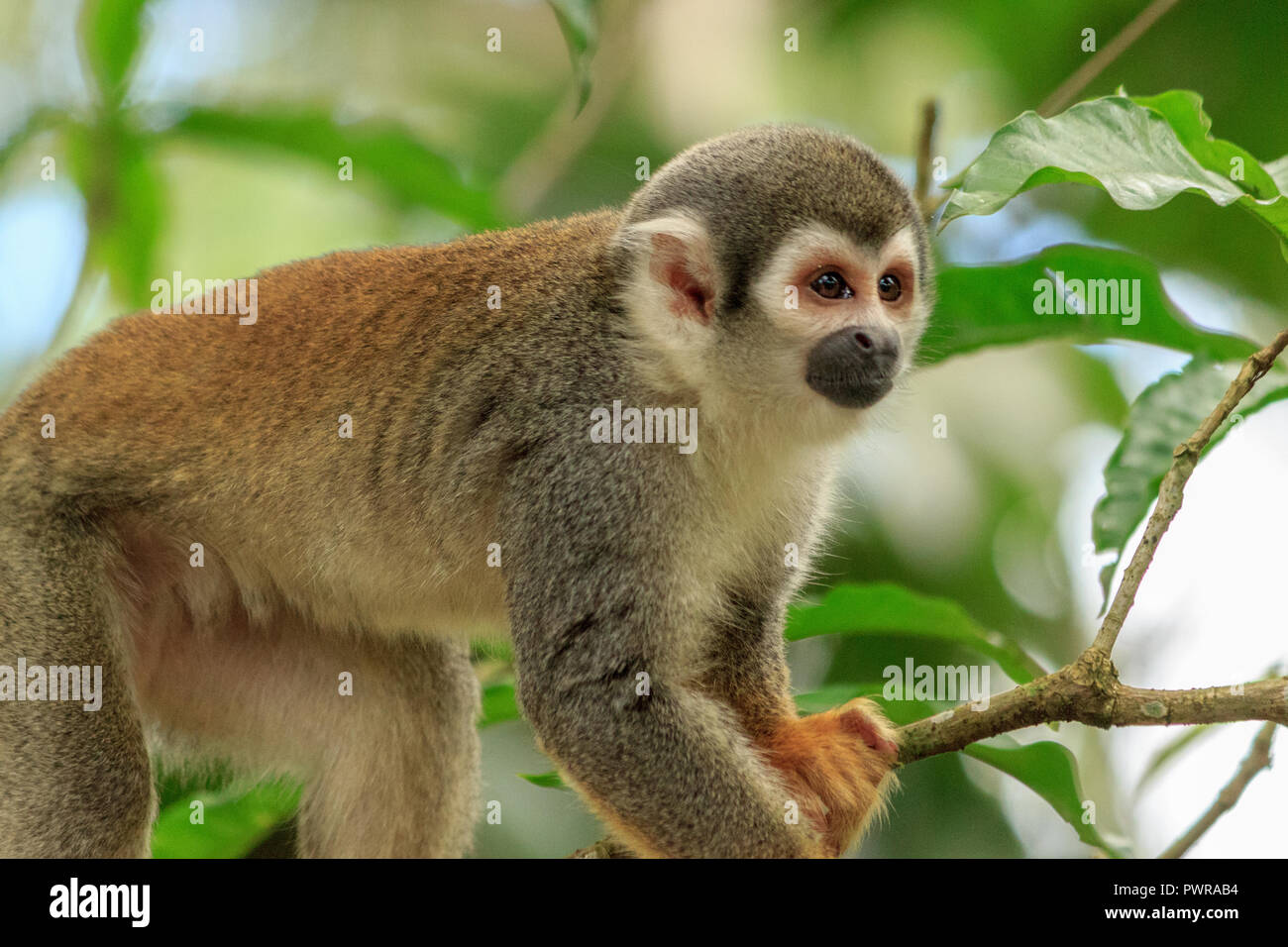 squirrel monkey in the amazon rainforest, ecuador Stock Photo - Alamy