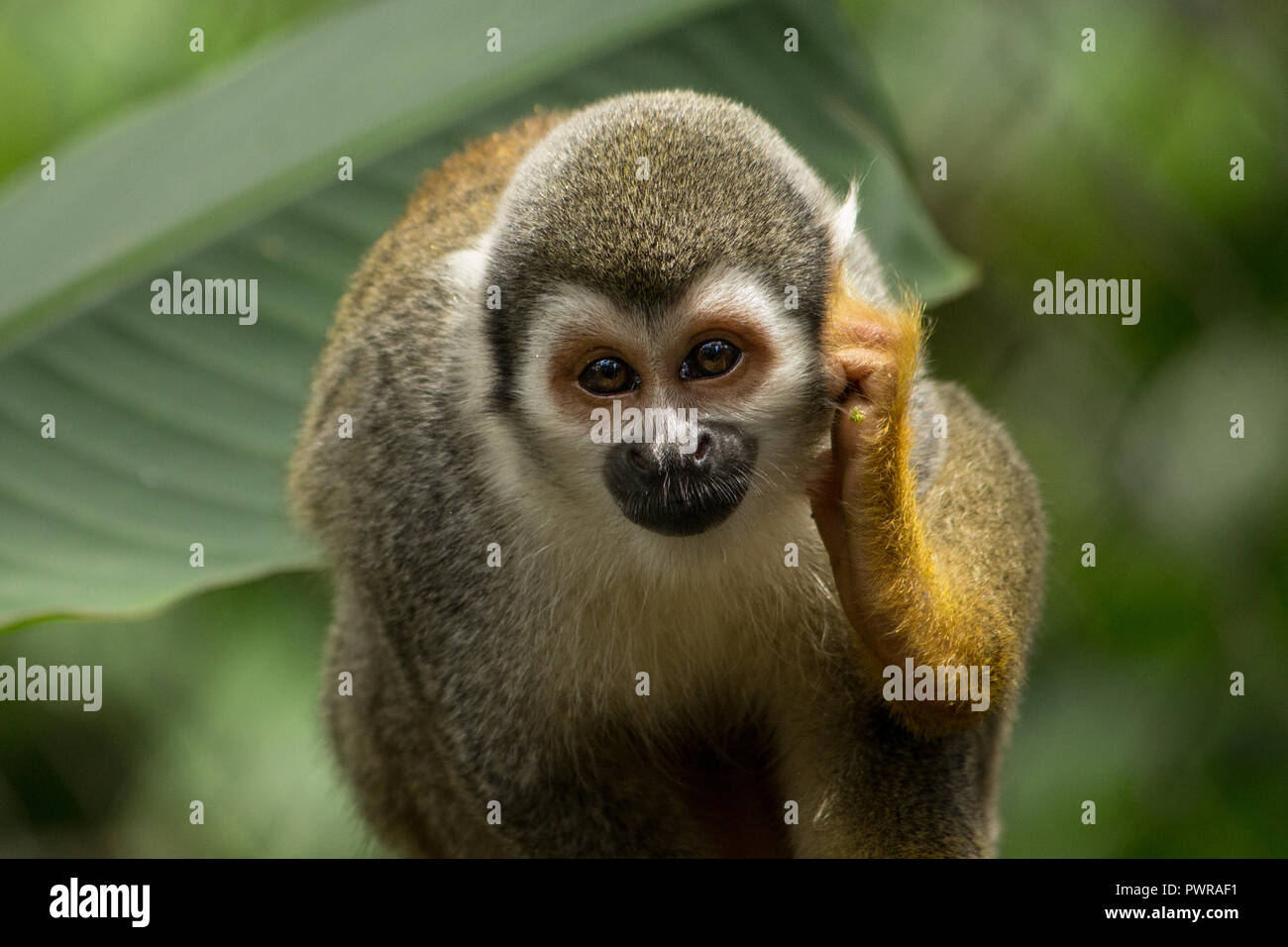 squirrel monkey in the amazon rainforest, ecuador Stock Photo