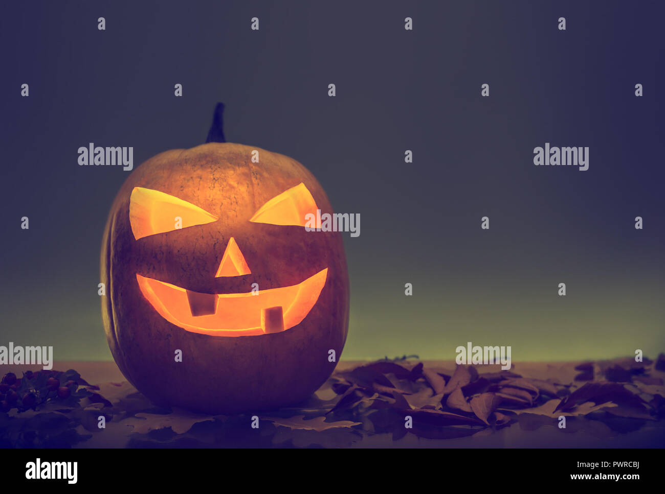 Halloween pumpkin lantern with fall  Leaves and gradient background Stock Photo