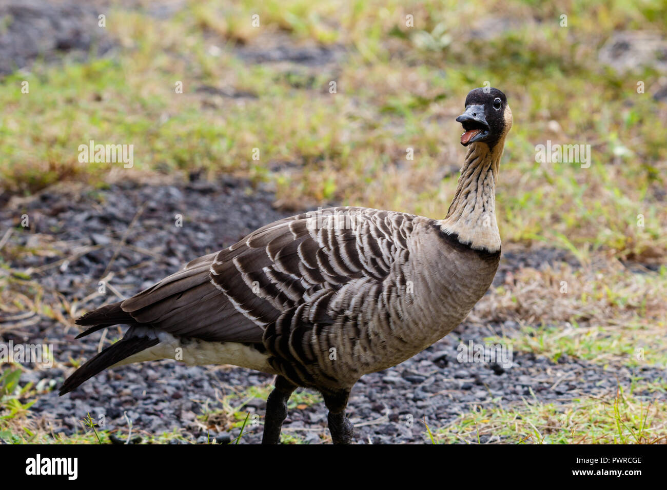 Big native goose species hi-res stock photography and images - Alamy