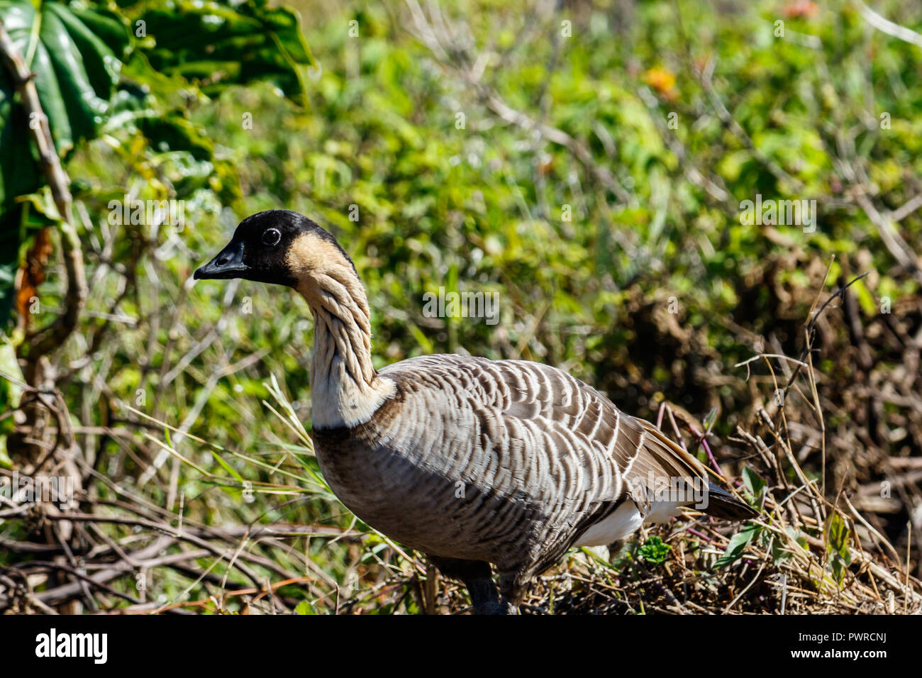 Hawaiian native goose hi-res stock photography and images - Alamy