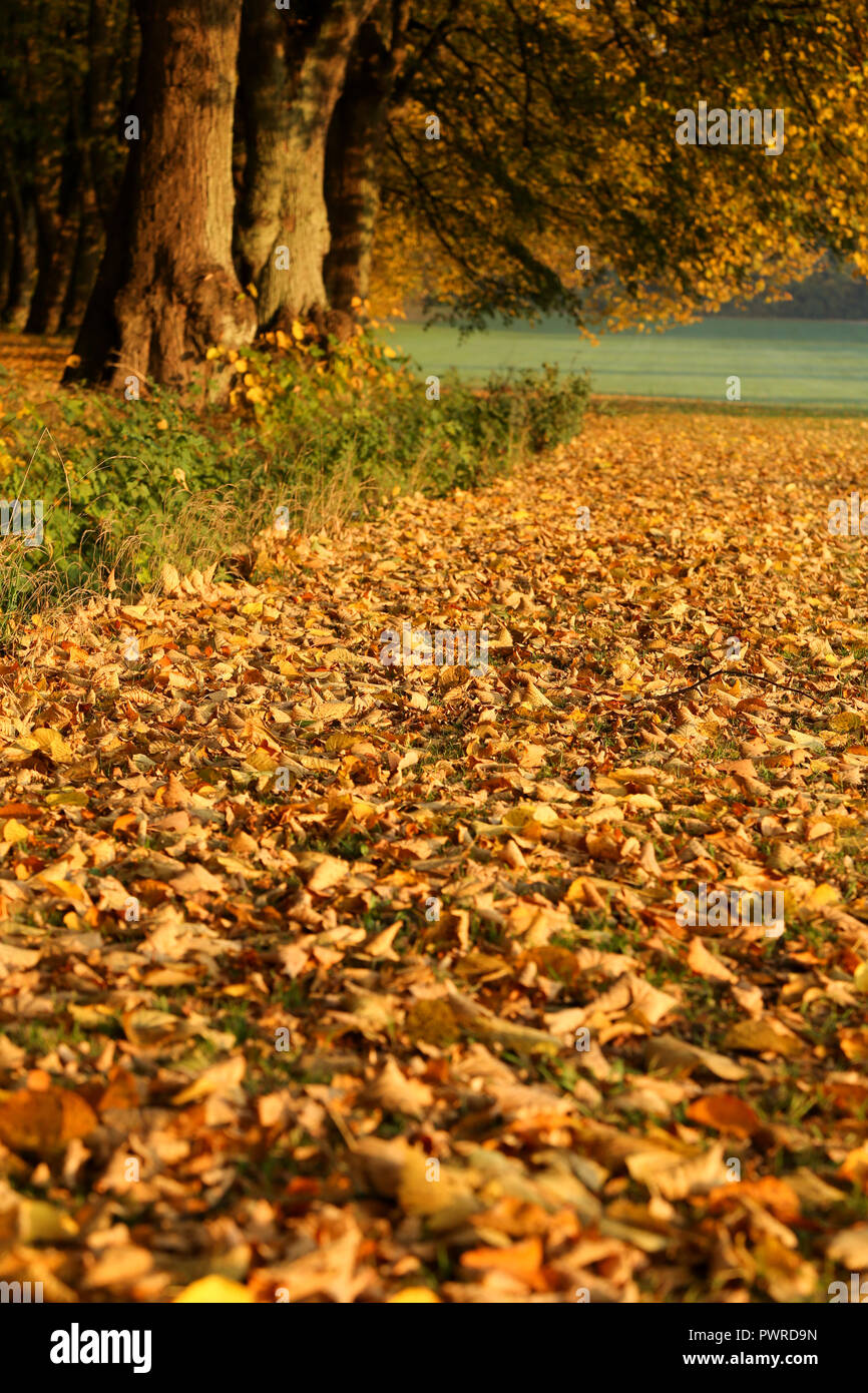 Autumn in the forest with colorful fall leaves Stock Photo