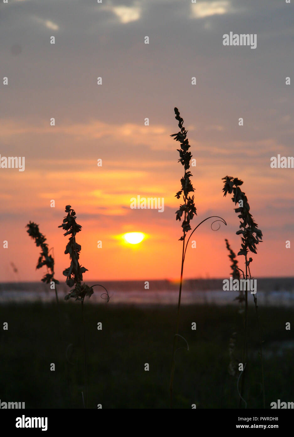 Sunrise over the Atlantic Ocean framed by Sea Oats Stock Photo - Alamy