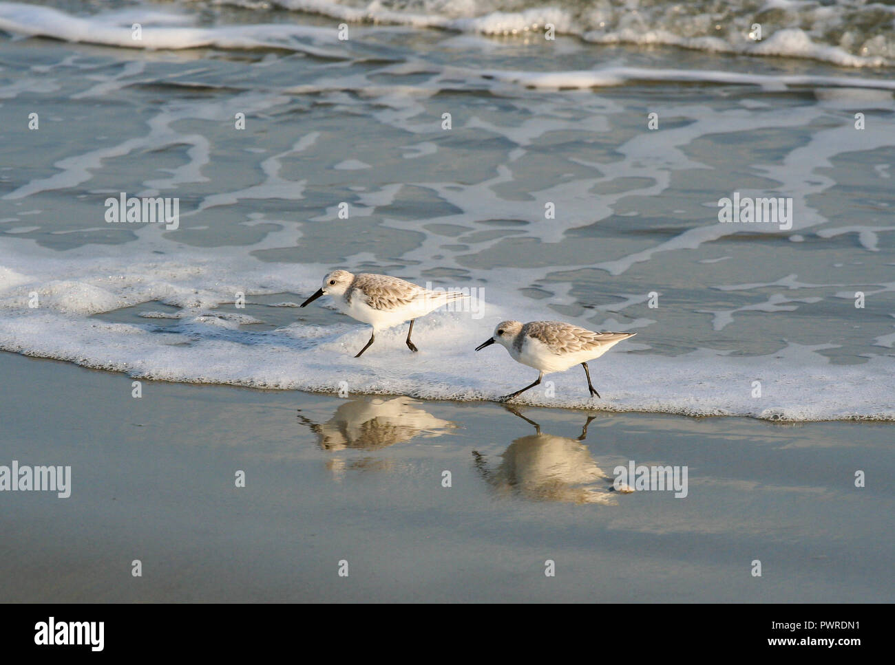 Two Sanderling shorebirds sprint through ocean surf on a beach. Stock Photo