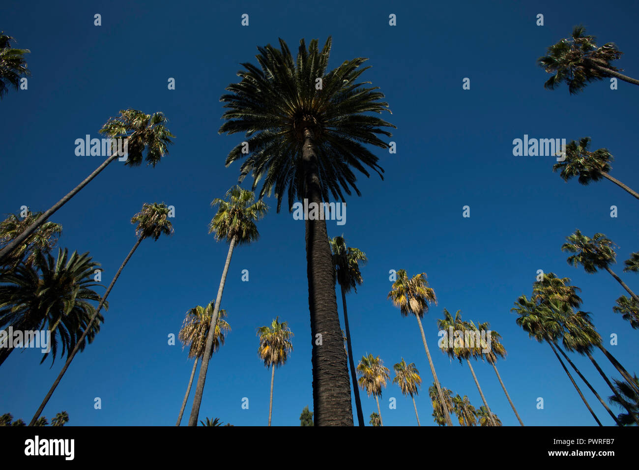 Palm Trees on the grounds of the Beverly Hills Hotel, Beverly Hills, Los Angeles, California, United States of America Stock Photo