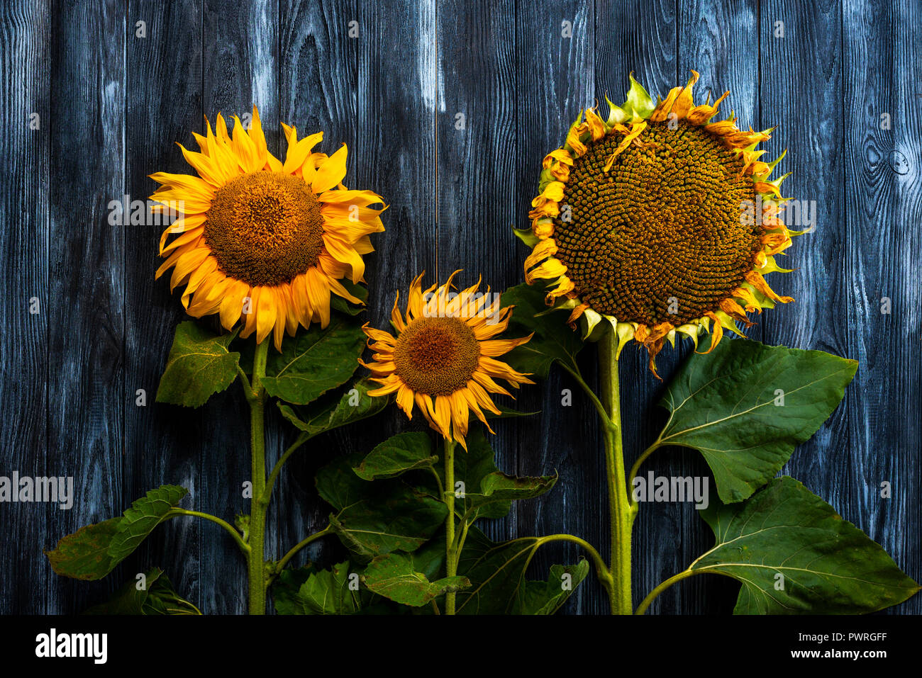 three sunflowers on wooden table Stock Photo