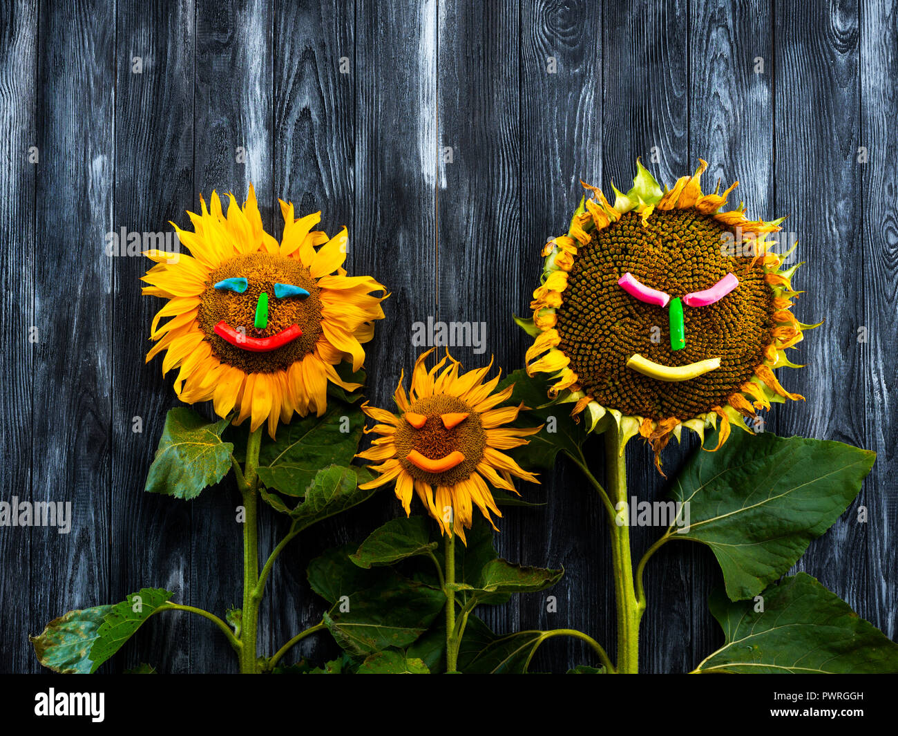 three sunflowers on wooden table Stock Photo