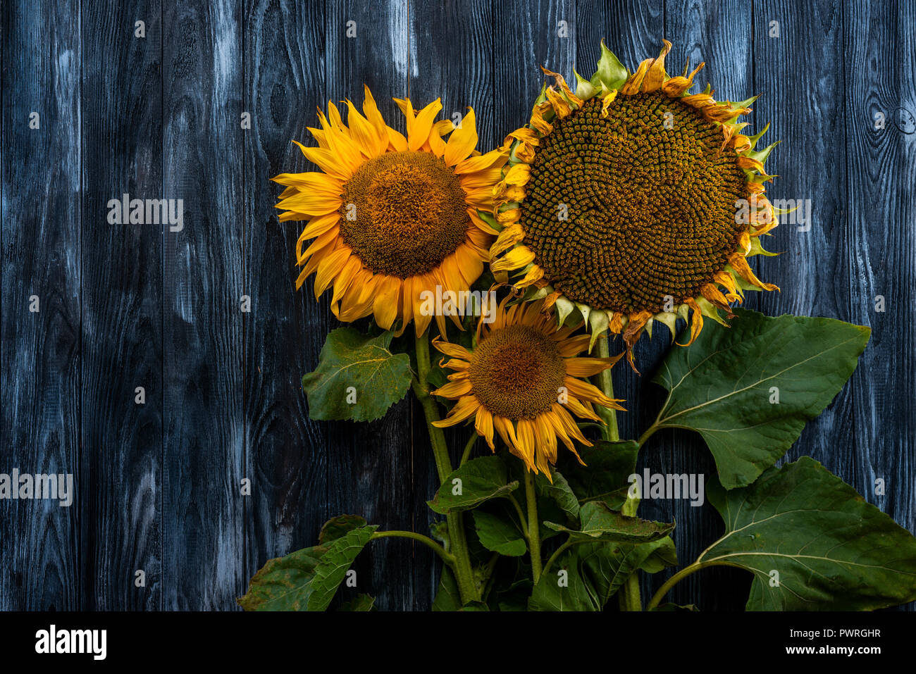 three sunflowers on wooden table Stock Photo