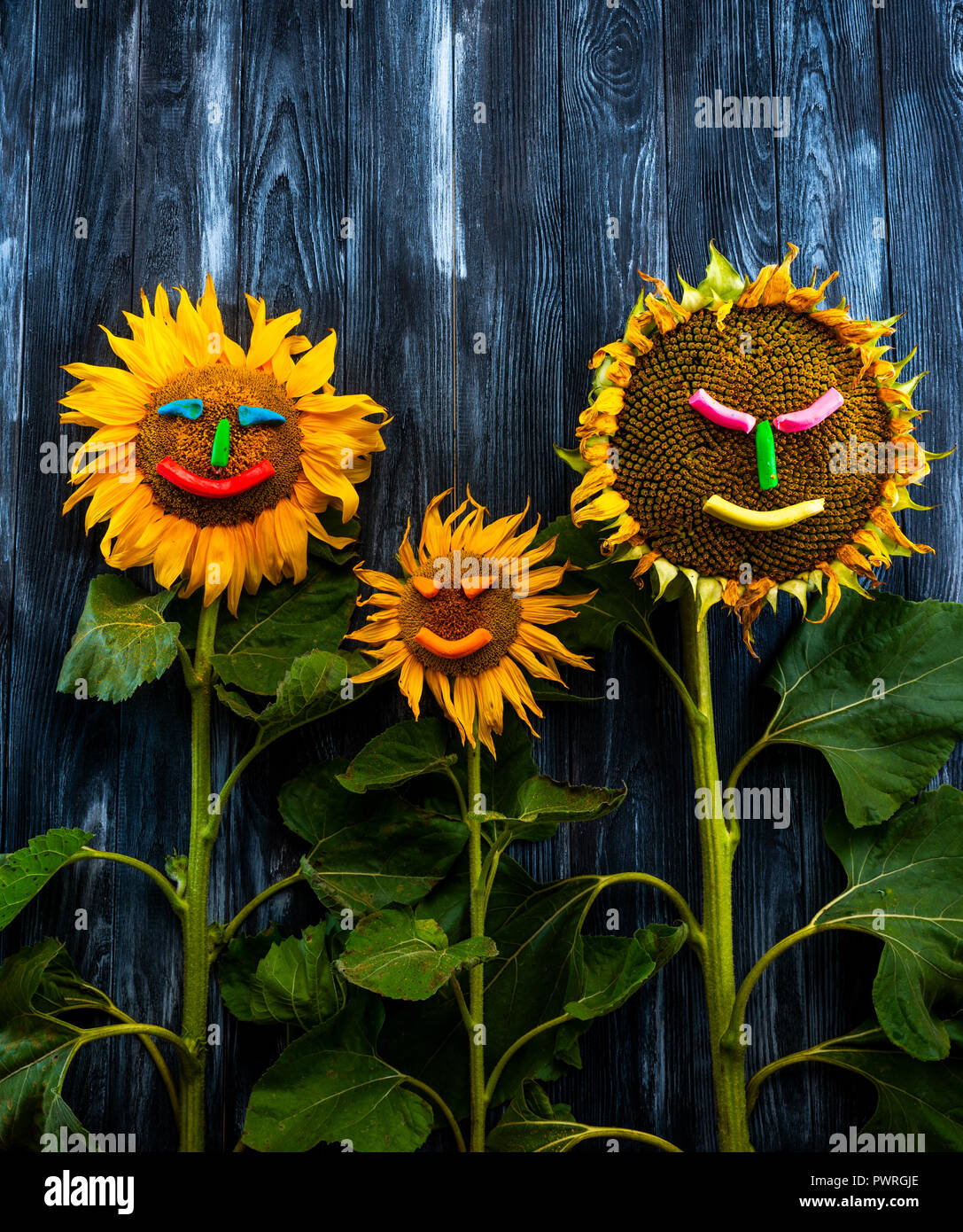 three sunflowers on wooden table Stock Photo