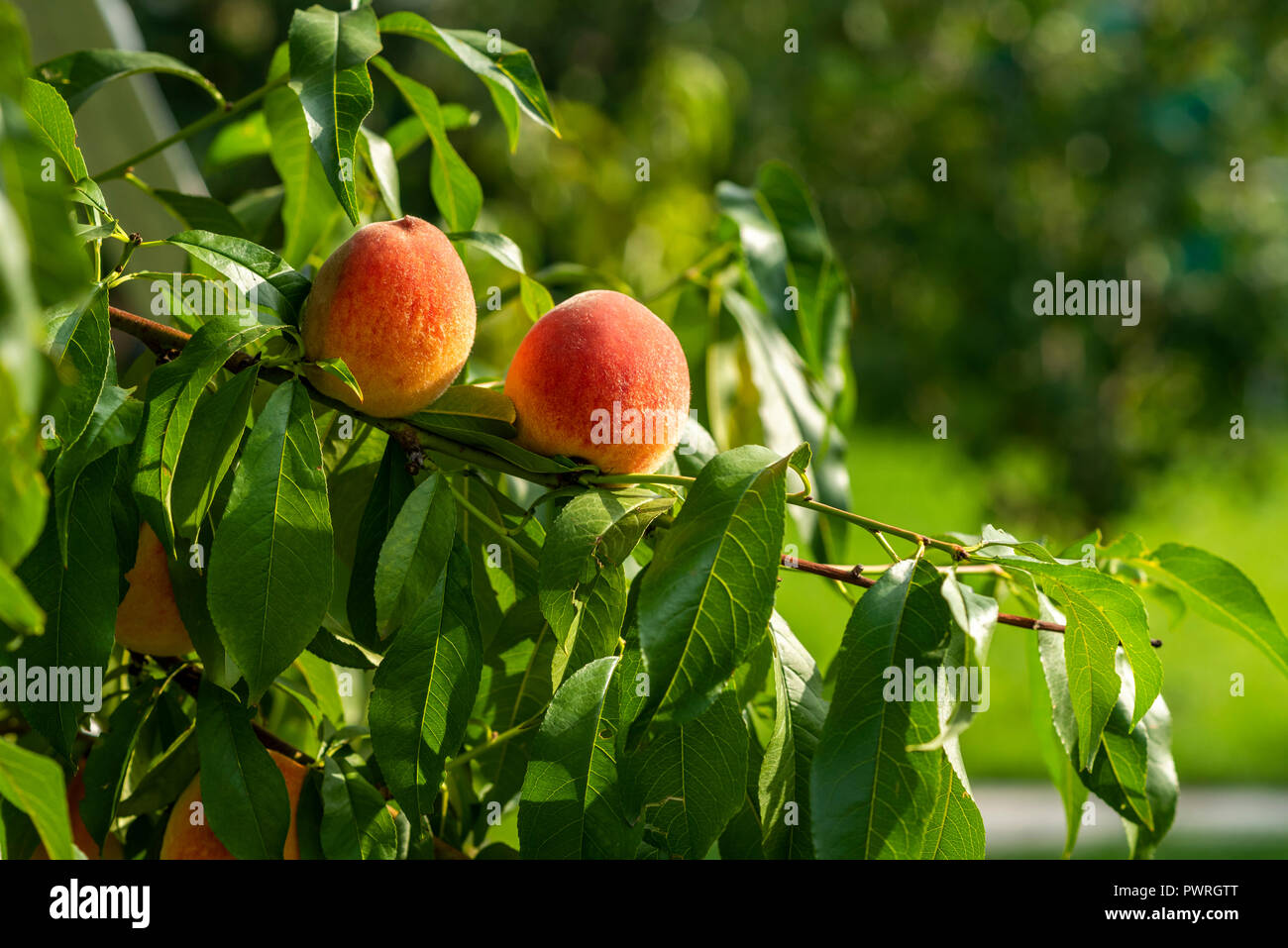 ripe peaches on the branches Stock Photo