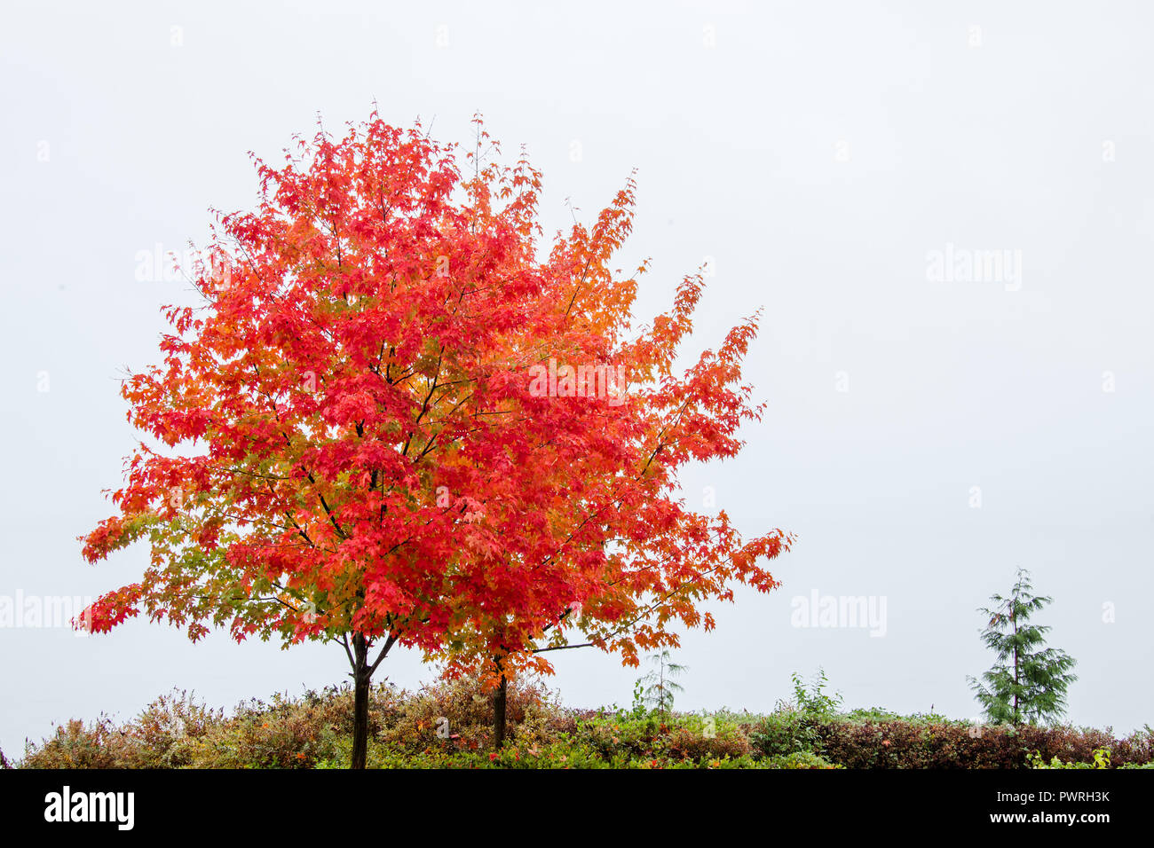 Fall tree colors hi-res stock photography and images - Alamy