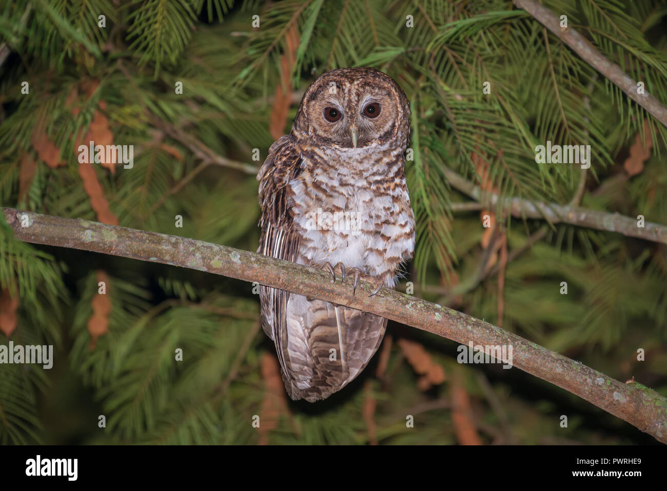 Rusty-barred Owl (Strix hylophila) perched on a branch in the Brazilian Atlantic rainforest. Stock Photo