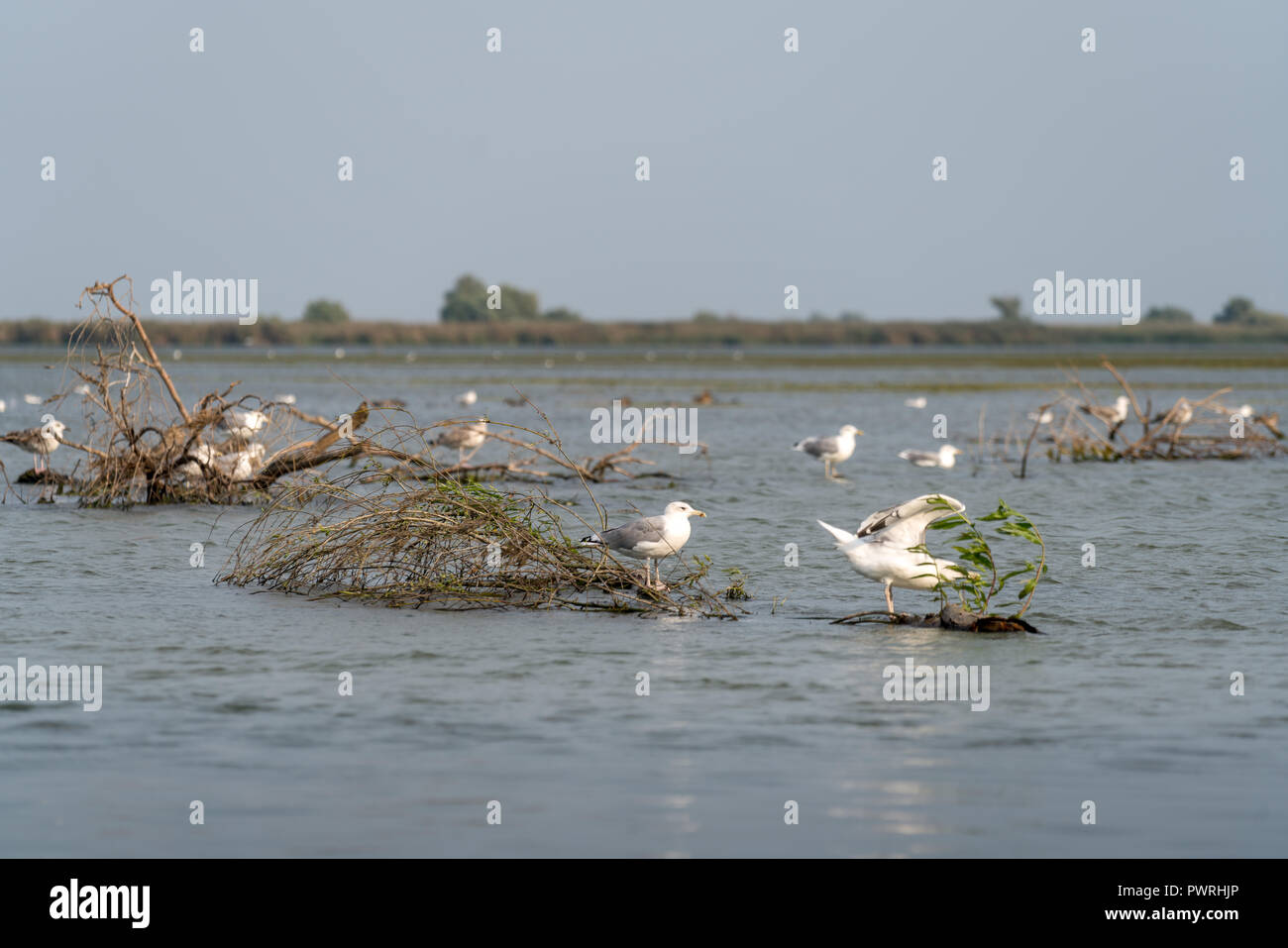 Seagulls standing on a submerged tree in the Danube Delta Stock Photo