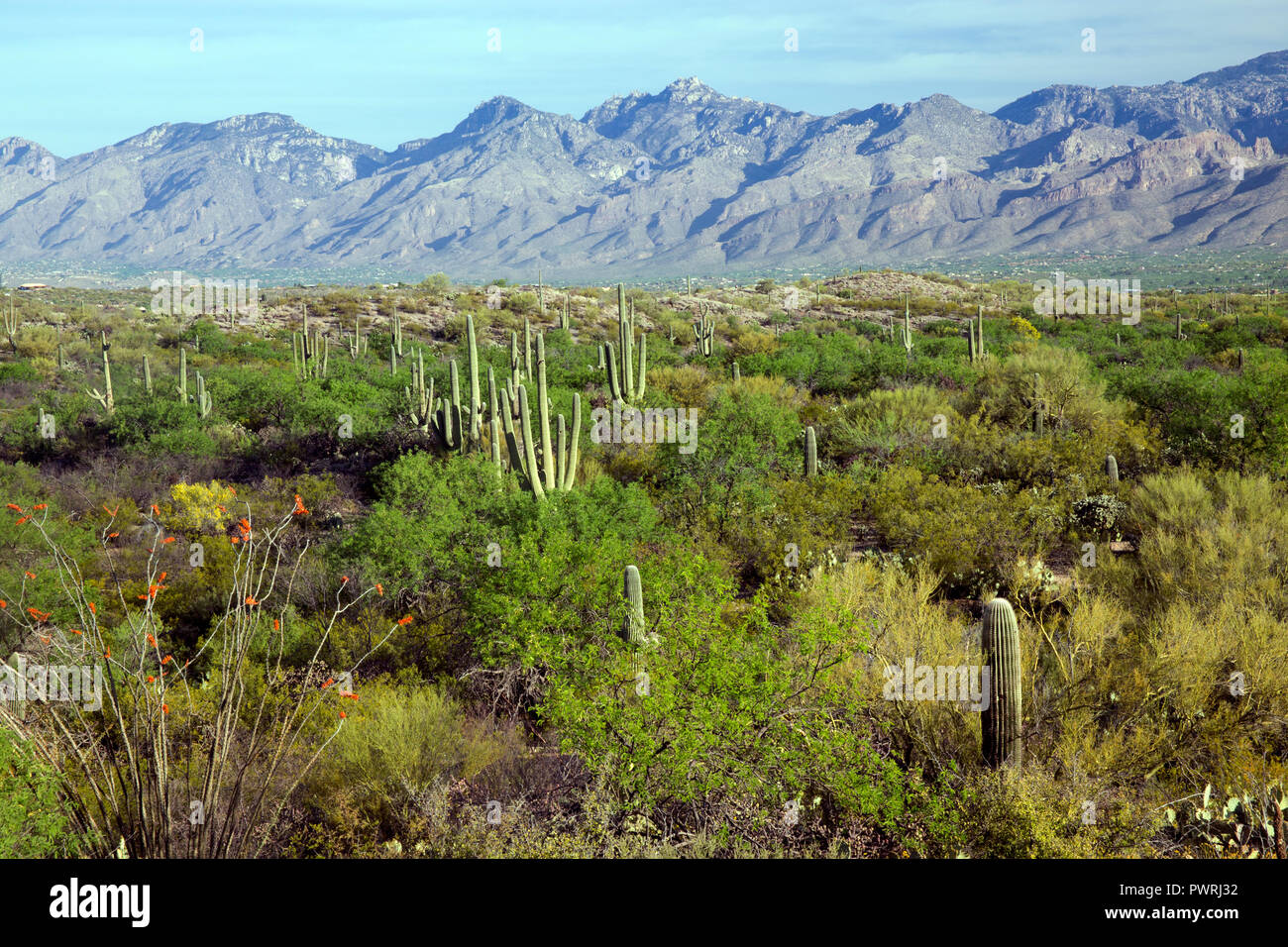 Landscape of the Sonoran Desert Near Tucson Arizona Stock Photo