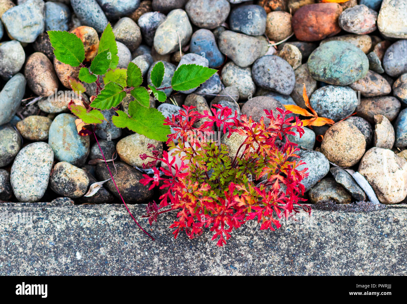 Random weeds and plants growing through gravel on a sidewalk Stock